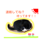 僕の名前はパンダ(日常で使えそうなの)（個別スタンプ：3）