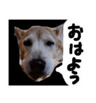 ミックス犬 はなちゃん 黒猫 べーちゃん（個別スタンプ：1）