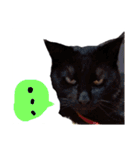 ミックス犬 はなちゃん 黒猫 べーちゃん（個別スタンプ：5）