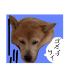 ミックス犬 はなちゃん 黒猫 べーちゃん（個別スタンプ：6）