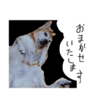ミックス犬 はなちゃん 黒猫 べーちゃん（個別スタンプ：7）