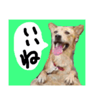 ミックス犬 はなちゃん 黒猫 べーちゃん（個別スタンプ：8）