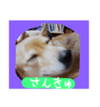ミックス犬 はなちゃん 黒猫 べーちゃん（個別スタンプ：9）