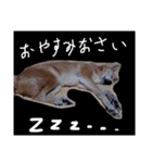 ミックス犬 はなちゃん 黒猫 べーちゃん（個別スタンプ：10）