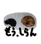 ミックス犬 はなちゃん 黒猫 べーちゃん（個別スタンプ：14）