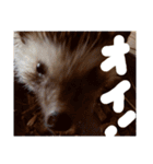 ミックス犬 はなちゃん 黒猫 べーちゃん（個別スタンプ：20）