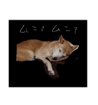 ミックス犬 はなちゃん 黒猫 べーちゃん（個別スタンプ：21）