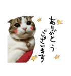 愛猫まーぼ（個別スタンプ：1）