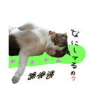 愛猫まーぼ（個別スタンプ：2）