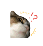 愛猫まーぼ（個別スタンプ：4）