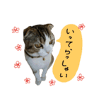 愛猫まーぼ（個別スタンプ：5）