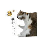 愛猫まーぼ（個別スタンプ：6）