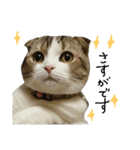 愛猫まーぼ（個別スタンプ：7）