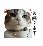 愛猫まーぼ（個別スタンプ：9）