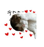 愛猫まーぼ（個別スタンプ：10）