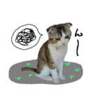 愛猫まーぼ（個別スタンプ：12）
