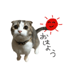 愛猫まーぼ（個別スタンプ：15）