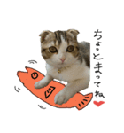 愛猫まーぼ（個別スタンプ：16）