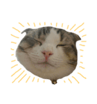 愛猫まーぼ（個別スタンプ：17）