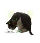 愛猫まーぼ（個別スタンプ：18）