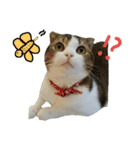 愛猫まーぼ（個別スタンプ：19）
