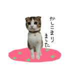 愛猫まーぼ（個別スタンプ：20）