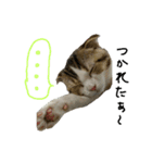 愛猫まーぼ（個別スタンプ：21）