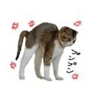愛猫まーぼ（個別スタンプ：22）