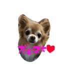 愛犬のスタンプです。（個別スタンプ：2）