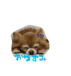 愛犬のスタンプです。（個別スタンプ：4）