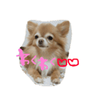 愛犬のスタンプです。（個別スタンプ：6）