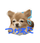 愛犬のスタンプです。（個別スタンプ：7）