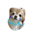 愛犬のスタンプです。（個別スタンプ：8）