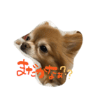愛犬のスタンプです。（個別スタンプ：10）