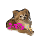 愛犬のスタンプです。（個別スタンプ：11）