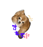 愛犬のスタンプです。（個別スタンプ：12）
