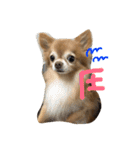 愛犬のスタンプです。（個別スタンプ：13）