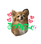 愛犬のスタンプです。（個別スタンプ：14）