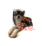 愛犬のスタンプです。（個別スタンプ：15）