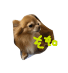 愛犬のスタンプです。（個別スタンプ：16）