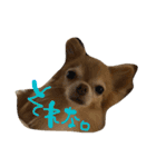 愛犬のスタンプです。（個別スタンプ：18）