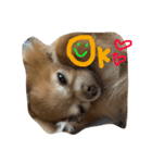 愛犬のスタンプです。（個別スタンプ：19）