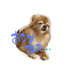 愛犬のスタンプです。（個別スタンプ：20）