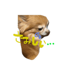 愛犬のスタンプです。（個別スタンプ：21）