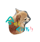 愛犬のスタンプです。（個別スタンプ：22）