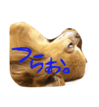 愛犬のスタンプです。（個別スタンプ：23）
