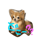 愛犬のスタンプです。（個別スタンプ：24）