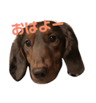 愛犬ロンベルエル（個別スタンプ：1）