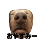 愛犬ロンベルエル（個別スタンプ：2）