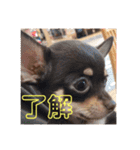 愛犬ロンベルエル（個別スタンプ：3）
